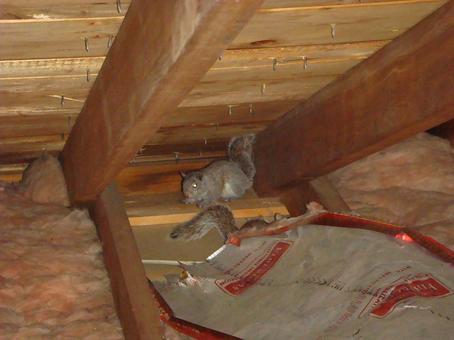 What Should You Do To Get Rid Of The Squirrels From Your Attic  Squirrelcontrol.ca