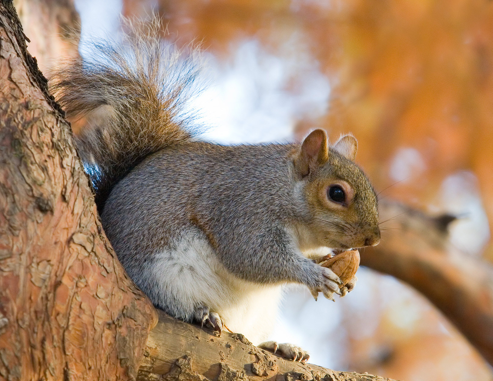How To Get Rid Of Squirrels In The Ceiling Squirrelcontrol Ca
