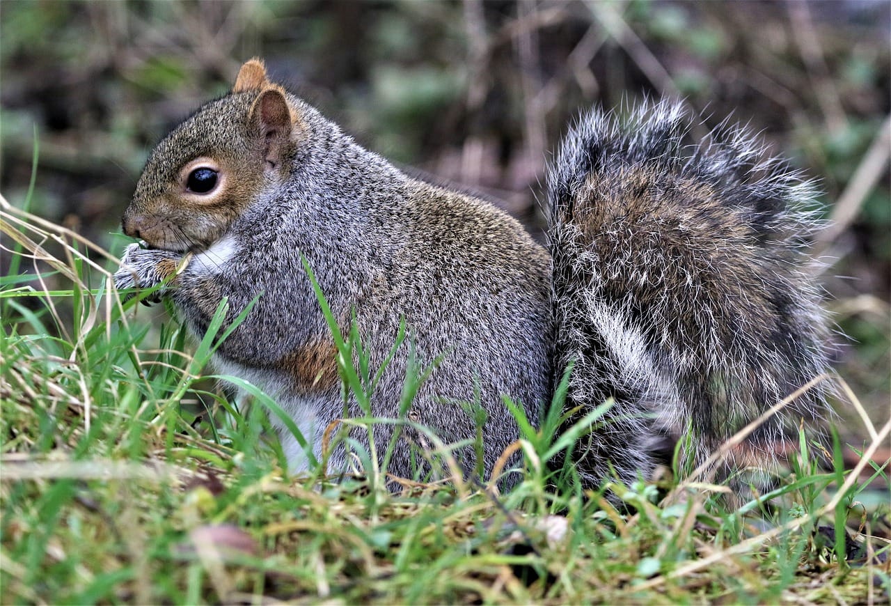 Squirrels In Attic And How To Get Rid Of Them Squirrelcontrol Ca