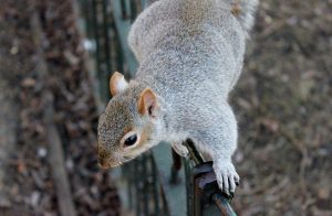 Squirrel Proof Chimney Caps – How they Work