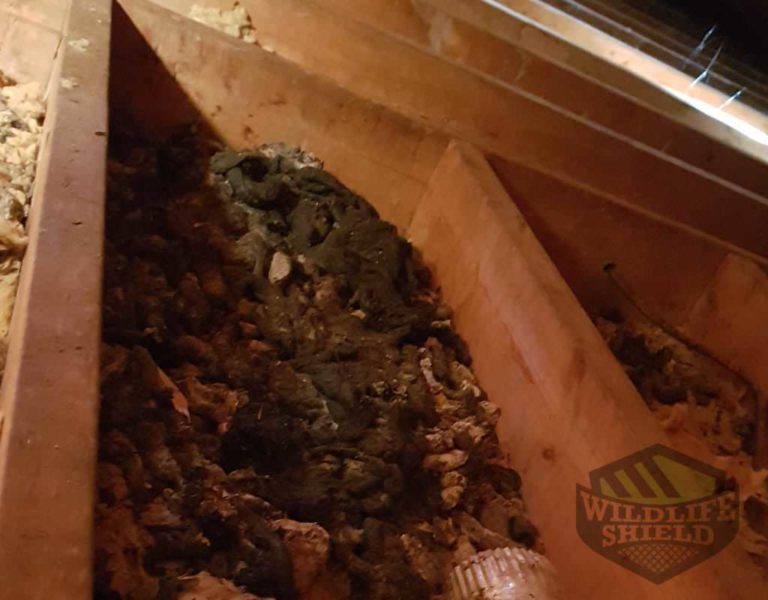 feces-in-attic and insulation damage