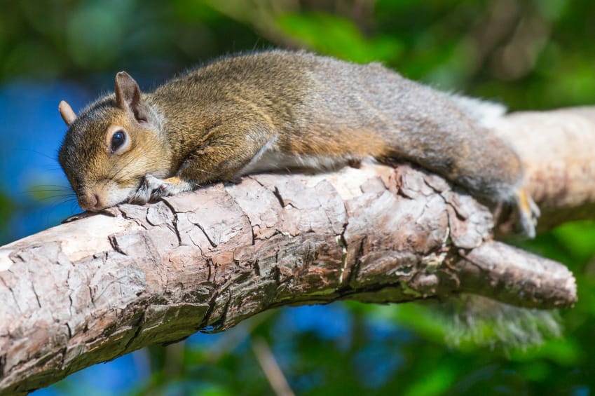 How To Keep Squirrels Out Of Your Garden Squirrelcontrol Ca