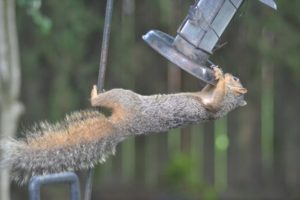 Advantages of Squirrel Proof Bird Feeders