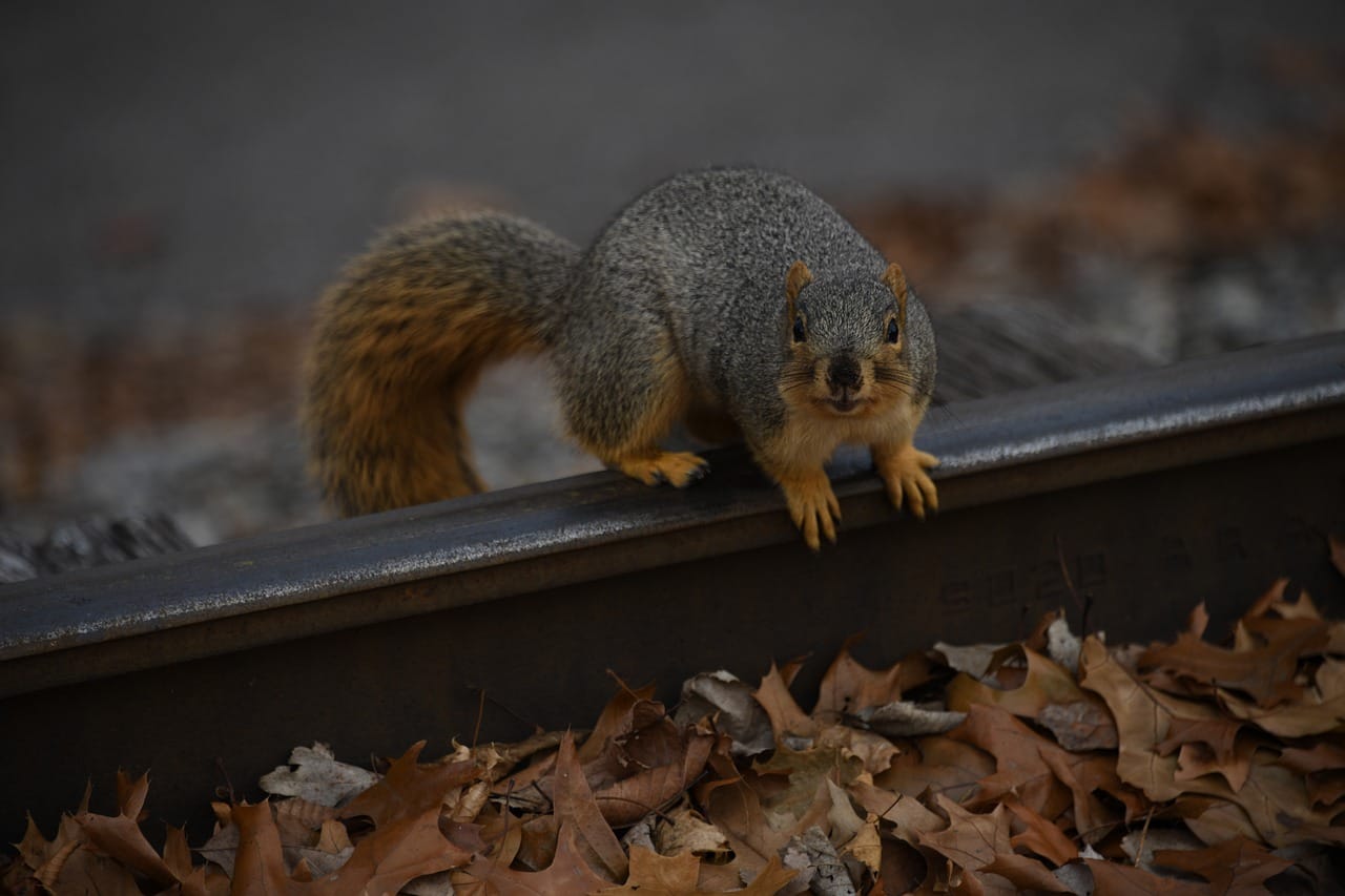 How To Get A Squirrel Out Of Chimney Forcesurgery24
