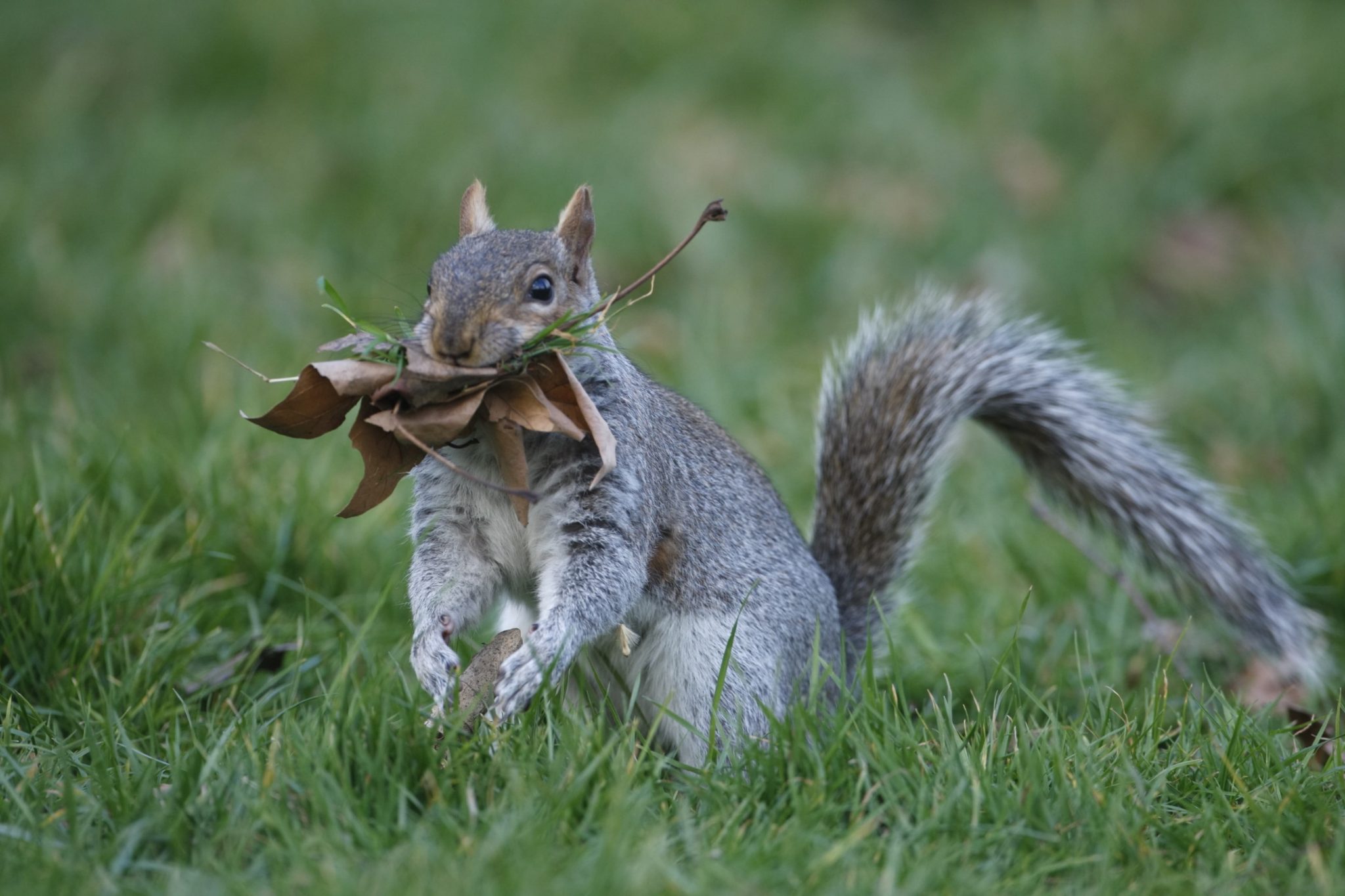 What do Squirrels Make their Nests Out Of? Squirrelcontrol.ca