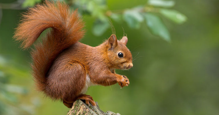 squirrel mother in tree